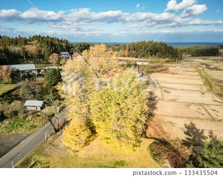 Aerial view of the large ginkgo tree at Ginkgo-Kikubo in Aomori Prefecture Aerial view of the large ginkgo tree at Ginkgo-Kikubo in Aomori Prefecture 133435504
