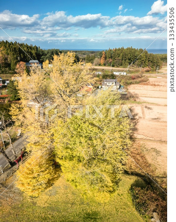 Aerial view of the large ginkgo tree at Ginkgo-Kikubo in Aomori Prefecture Aerial view of the large ginkgo tree at Ginkgo-Kikubo in Aomori Prefecture 133435506
