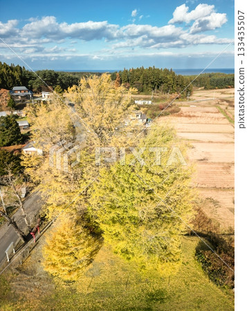 Aerial view of the large ginkgo tree at Ginkgo-Kikubo in Aomori Prefecture Aerial view of the large ginkgo tree at Ginkgo-Kikubo in Aomori Prefecture 133435507