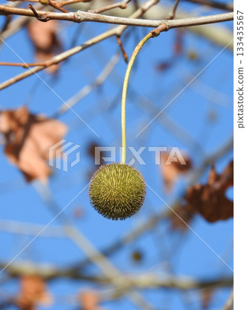 美國梧桐樹(又稱懸鈴木)的果實 美國梧桐樹(又稱懸鈴木)的果實 133435567