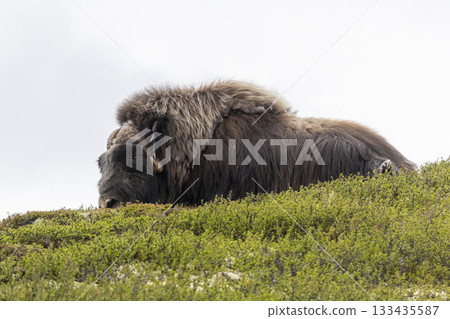 Musk ox resting in the green hills of Dovrefjell-Sunndalsfjella, Norway during a cloudy day Musk ox resting in the green hills of Dovrefjell-Sunndalsfjella, Norway during a cloudy day 133435587