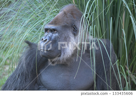 Gorilla gets so excited by the camera that his nostrils flare up Gorilla gets so excited by the camera that his nostrils flare up 133435606