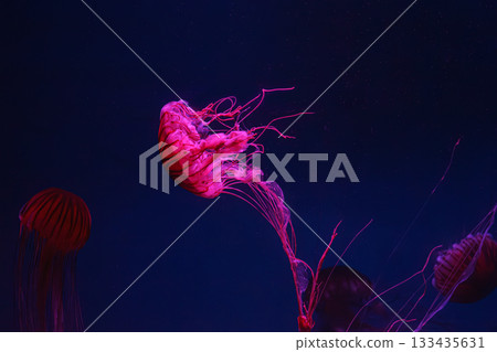 Japanese sea nettle, chrysaora pacifica jellyfish swim in blue water with pink light of aquarium 133435631