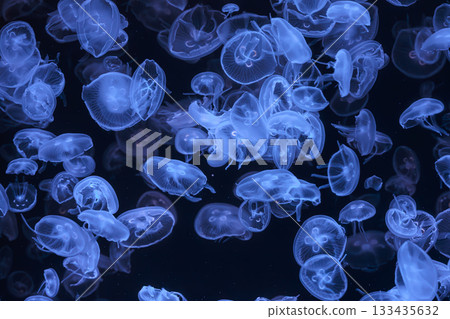 Group of Aurelia limbata or brown banded moon jelly jellyfish swim in blue water of aquarium 133435632