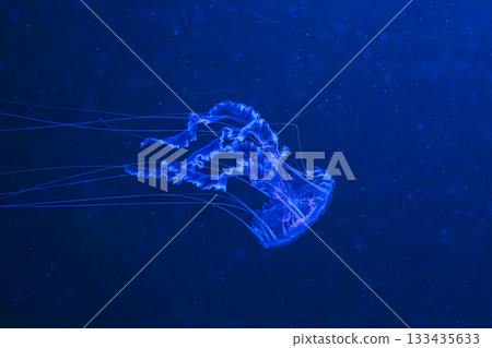 Chrysaora achlyos or black sea nettle jellyfish swim in blue water with illumination of aquarium Chrysaora achlyos or black sea nettle jellyfish swim in blue water with illumination of aquarium 133435633