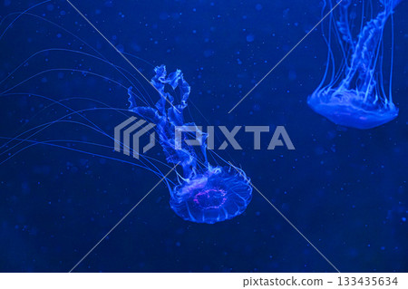 Chrysaora achlyos or black sea nettle jellyfish swim in blue water with illumination of aquarium Chrysaora achlyos or black sea nettle jellyfish swim in blue water with illumination of aquarium 133435634