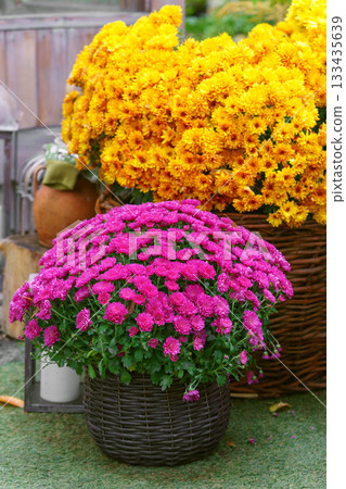 Close up of blooming pink korean chrysanthemum flowers in wicker basket, autumn floral decor 133435639