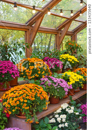 Colorful chrysanthemums in pots on wooden shelves inside autumn greenhouse garden, decorative plants Colorful chrysanthemums in pots on wooden shelves inside autumn greenhouse garden, decorative plants 133435640