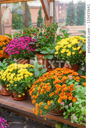 Colorful chrysanthemums in pots on wooden shelves inside autumn greenhouse garden, decorative plants 133435641
