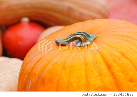 Close up, macro of vibrant orange pumpkin during autumn harvest season in natural light Close up, macro of vibrant orange pumpkin during autumn harvest season in natural light 133435652
