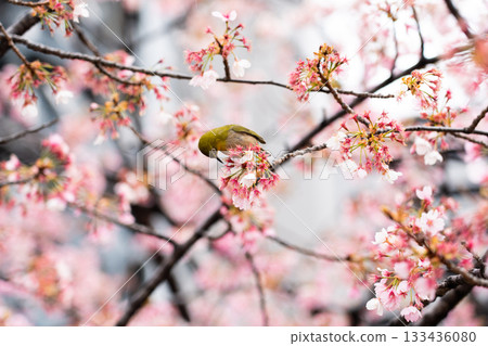 Bird is perched on branch of pink color sakura (Cherry) during blossom period Bird is perched on branch of pink color sakura (Cherry) during blossom period 133436080