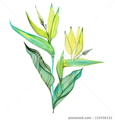 Vibrant watercolor illustration of a tropical strelitzia-style plant featuring long green leaves and soft yellow buds. Perfect for botanical compositions, packaging, tropical branding, prints, and Vibrant watercolor illustration of a tropical strelitzia-style plant featuring long green leaves and soft yellow buds. Perfect for botanical compositions, packaging, tropical branding, prints, and 133436152