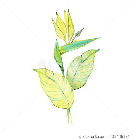 Watercolor botanical illustration of a yellow tropical stem with elongated leaves and a budding flower. Soft gradients and fresh color transitions create an elegant exotic design element. Watercolor botanical illustration of a yellow tropical stem with elongated leaves and a budding flower. Soft gradients and fresh color transitions create an elegant exotic design element. 133436155