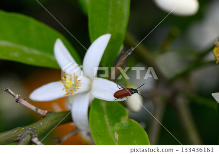Delicate white flower hosts a small brown beetle in a vibrant garden during a sunny afternoon spring 133436161