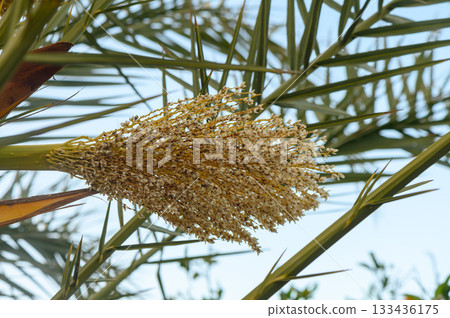 Beautiful flowering cluster of a tropical plant under blue skies during a sunny afternoon in a lush Beautiful flowering cluster of a tropical plant under blue skies during a sunny afternoon in a lush 133436175