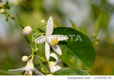 Blooming citrus flowers bask in sunlight, showcasing delicate petals and vibrant greenery in serene Blooming citrus flowers bask in sunlight, showcasing delicate petals and vibrant greenery in serene 133436176