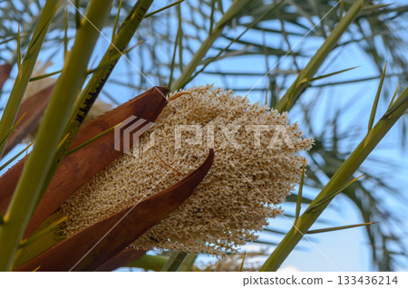 Delicate white flowers bloom amidst lush green palm fronds on a sunny day in a tropical paradise 133436214