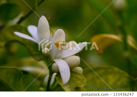Delicate white blossoms emerge among lush green foliage on a tranquil spring morning in a vibrant garden Delicate white blossoms emerge among lush green foliage on a tranquil spring morning in a vibrant garden 133436247