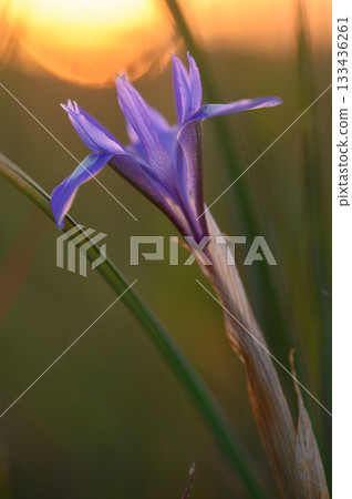 Vibrant flower blooms amidst grassy landscape at sunset, capturing nature's exquisite beauty in soft light Vibrant flower blooms amidst grassy landscape at sunset, capturing nature's exquisite beauty in soft light 133436261