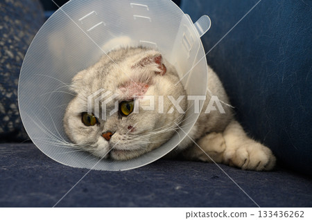 Playful cat in a recovery collar relaxing on a cozy blue couch after a vet visit 133436262