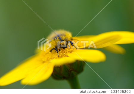 Close encounter with a busy bee pollinating a vibrant yellow flower in a sunlit meadow during a warm summer afternoon Close encounter with a busy bee pollinating a vibrant yellow flower in a sunlit meadow during a warm summer afternoon 133436263