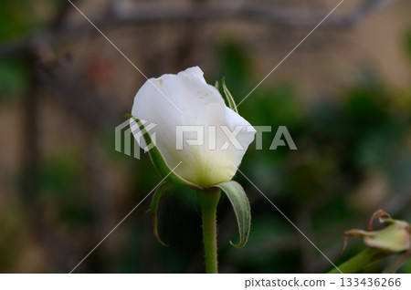 Freshly budding white rose captured during a serene morning in a tranquil garden Freshly budding white rose captured during a serene morning in a tranquil garden 133436266