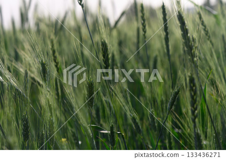 Golden blades sway gently under the soft afternoon sun on a serene countryside field 133436271