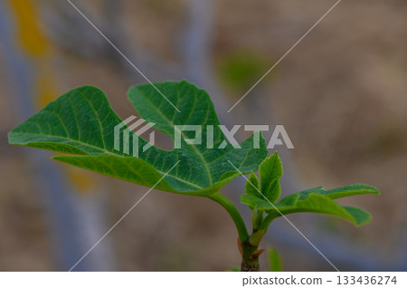 Fresh green fig leaves thriving in warm sunlight reflect nature's beauty in a serene outdoor setting Fresh green fig leaves thriving in warm sunlight reflect nature's beauty in a serene outdoor setting 133436274