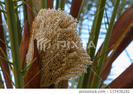 Unique flowering plant thrives under bright sun in lush garden during vibrant spring afternoon 133436282