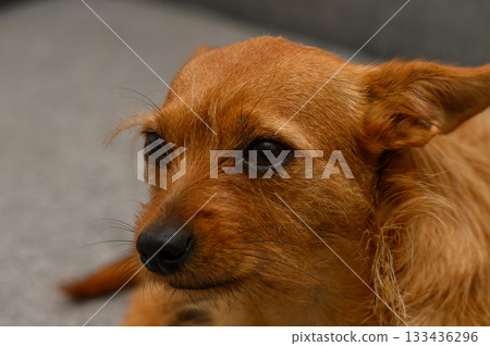 Playful golden-brown dog relaxing on a cozy couch in the afternoon sun Playful golden-brown dog relaxing on a cozy couch in the afternoon sun 133436296