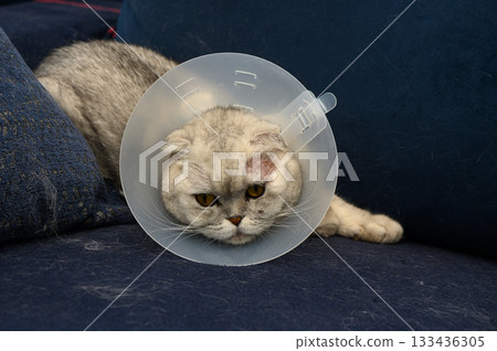 Mischievous cat wearing a cone rests on a cozy couch with a curious gaze on a rainy afternoon 133436305