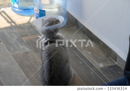 Curious cat with an e-collar explores a sunlit corner near a water dispenser in a cozy indoor space 133436314