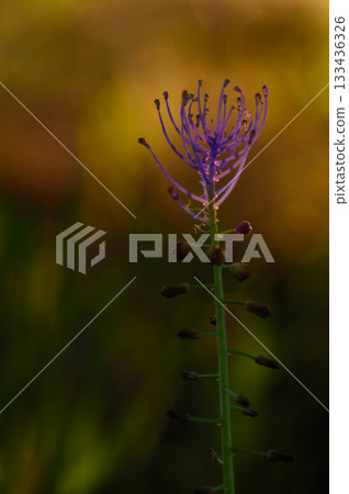 Delicate purple flower stands tall against a softly blurred natural backdrop during golden hour magic Delicate purple flower stands tall against a softly blurred natural backdrop during golden hour magic 133436326