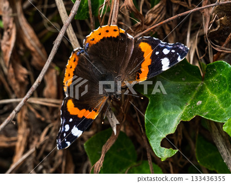 Vanessa atalanta butterfly rests on brown stems and green ivy, wings open displaying orange and white markings. Vanessa atalanta butterfly rests on brown stems and green ivy, wings open displaying orange and white markings. 133436355