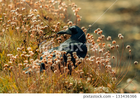 The corvid is captured in a natural setting, featuring a close-up perspective that emphasizes its rough black plumage and sharp beak, contrasting with the soft, out-of-focus background textures. The corvid is captured in a natural setting, featuring a close-up perspective that emphasizes its rough black plumage and sharp beak, contrasting with the soft, out-of-focus background textures. 133436366
