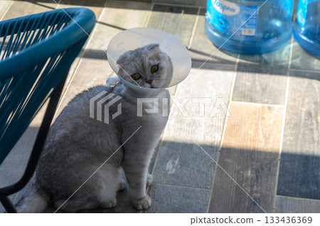 Cat with a conical collar looks curiously at the surroundings while sitting on a wooden floor Cat with a conical collar looks curiously at the surroundings while sitting on a wooden floor 133436369