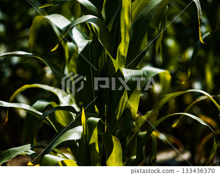 Close up of green corn stalks and leaves growing in a field during the daytime Close up of green corn stalks and leaves growing in a field during the daytime 133436370