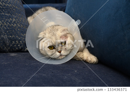 Cat recovering in a cozy living room wearing a protective collar after a veterinary visit, showcasin Cat recovering in a cozy living room wearing a protective collar after a veterinary visit, showcasin 133436371