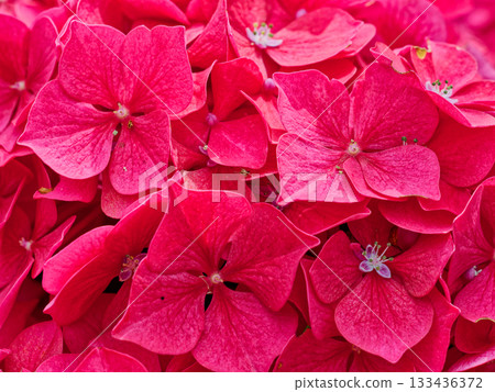 Close-up showcases vibrant red hydrangea petals in a lush floral arrangement, capturing nature's beauty and intricate textures. Close-up showcases vibrant red hydrangea petals in a lush floral arrangement, capturing nature's beauty and intricate textures. 133436372