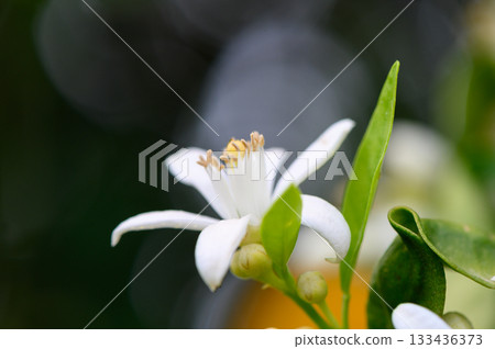 Delicate white blossom emerging under the gentle sunlight in a lush garden Delicate white blossom emerging under the gentle sunlight in a lush garden 133436373