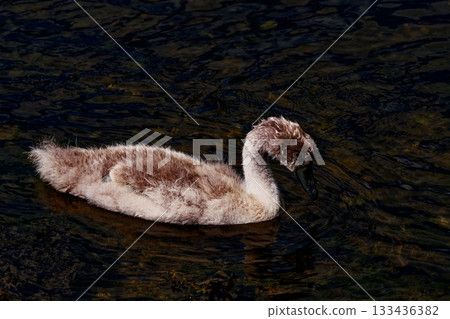 A young swan chick with fluffy feathers swims gracefully in the water, its dark beak contrasting with its light plumage. A young swan chick with fluffy feathers swims gracefully in the water, its dark beak contrasting with its light plumage. 133436382