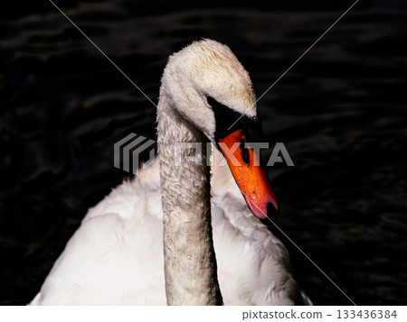 A close-up shows a Mute Swan gracefully swimming. The swan's white feathers contrast with its orange beak and the dark water behind it. 133436384