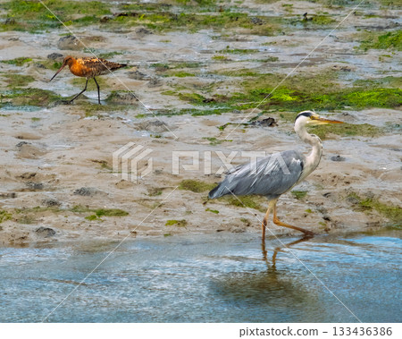 A Grey Heron wades in the water as a Godwit searches for food on the bank covered in green algae. The water is calm and reflects the blue sky on a sunny day. A Grey Heron wades in the water as a Godwit searches for food on the bank covered in green algae. The water is calm and reflects the blue sky on a sunny day. 133436386
