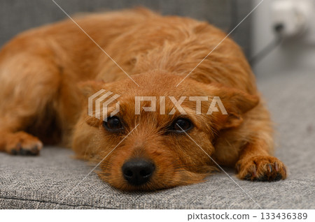 Cozy dog resting on a soft couch, capturing a moment of tranquility at home in the afternoon light Cozy dog resting on a soft couch, capturing a moment of tranquility at home in the afternoon light 133436389