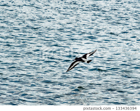 A black and white Oystercatcher flies low above the water. The bird is in flight with its wings fully spread. The sea is blue and shows lots of small ripples. 133436394