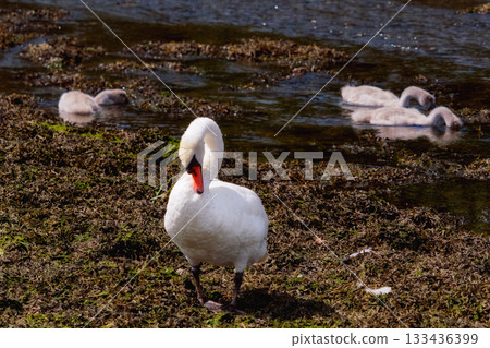 A white Mute Swan is standing on a mossy bank near a lake. Several grey cygnets are swimming in the shallow water nearby, partially submerged. Bright daylight illuminates the scene. A white Mute Swan is standing on a mossy bank near a lake. Several grey cygnets are swimming in the shallow water nearby, partially submerged. Bright daylight illuminates the scene. 133436399
