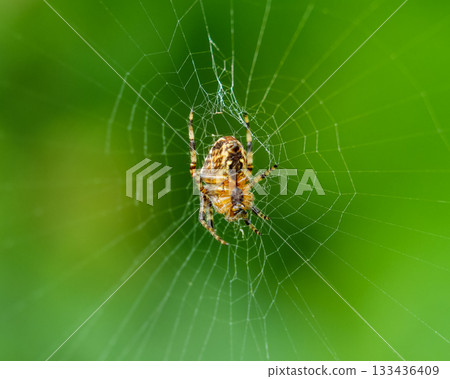 Garden spider hangs upside down in its web against a vibrant green background, waiting for prey during daylight hours. 133436409
