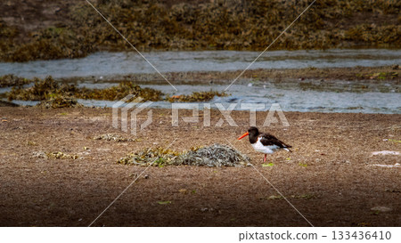 Eurasian oystercatcher walking on muddy ground near the water's edge looking for food. 133436410