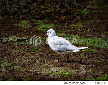 A white seagull with a red beak is standing on muddy ground covered in some green plants, looking to the left. The bird is in focus and brightly lit. 133436411