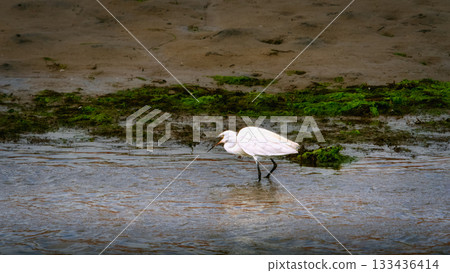 Little Egret in Shallow Water Foraging for Food near the Shoreline During the Day. 133436414
